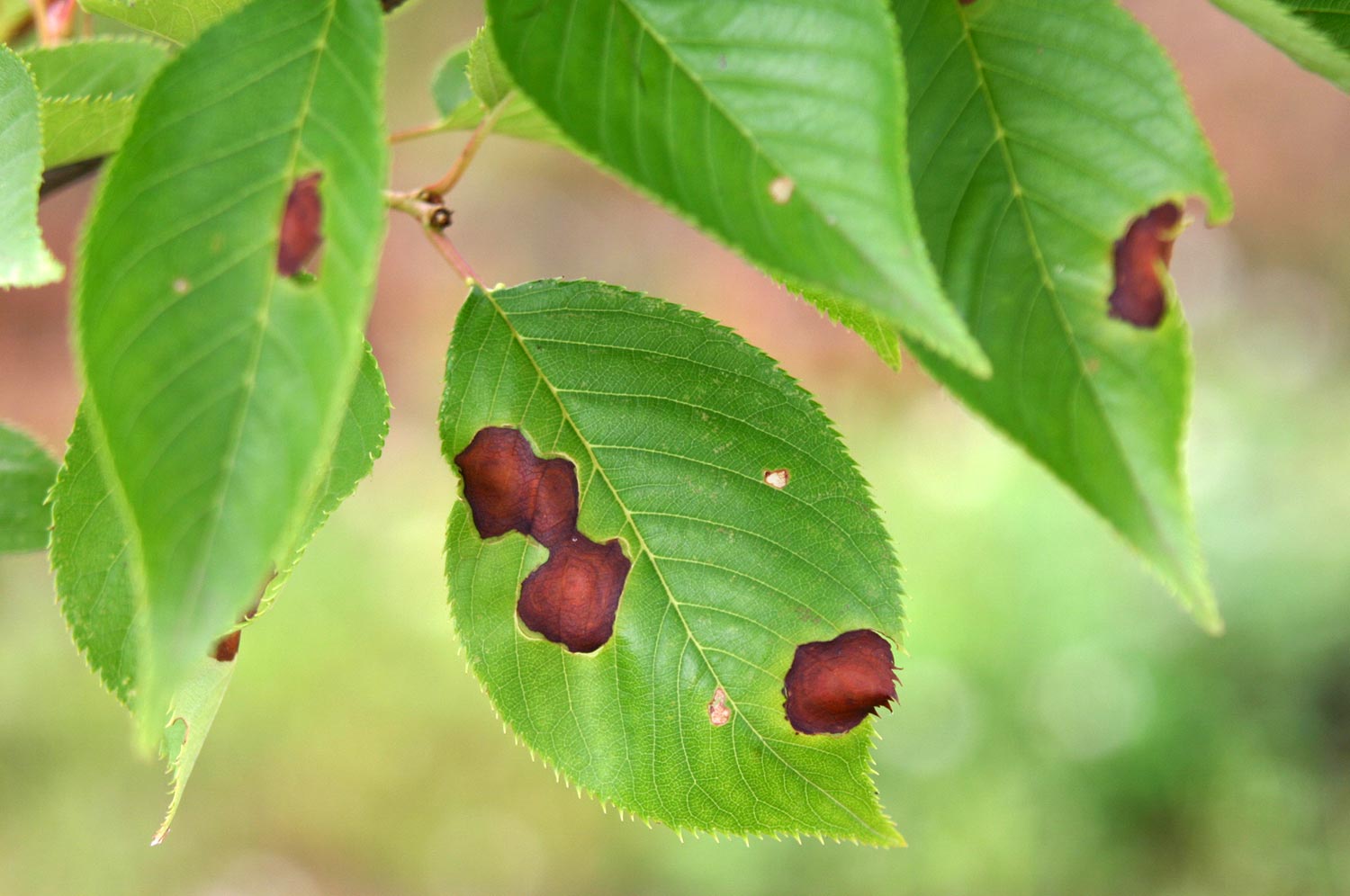 葉に褐色の斑点 まだら模様 ウメ 症状と対処方法 樹木診断 樹木診断と松くい虫被害対策 出雲市農林水産部森林政策課