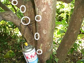 カミキリムシ侵入痕