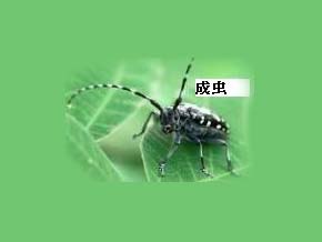 カミキリムシ成虫