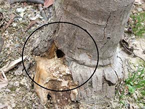 カミキリ成虫の脱出痕