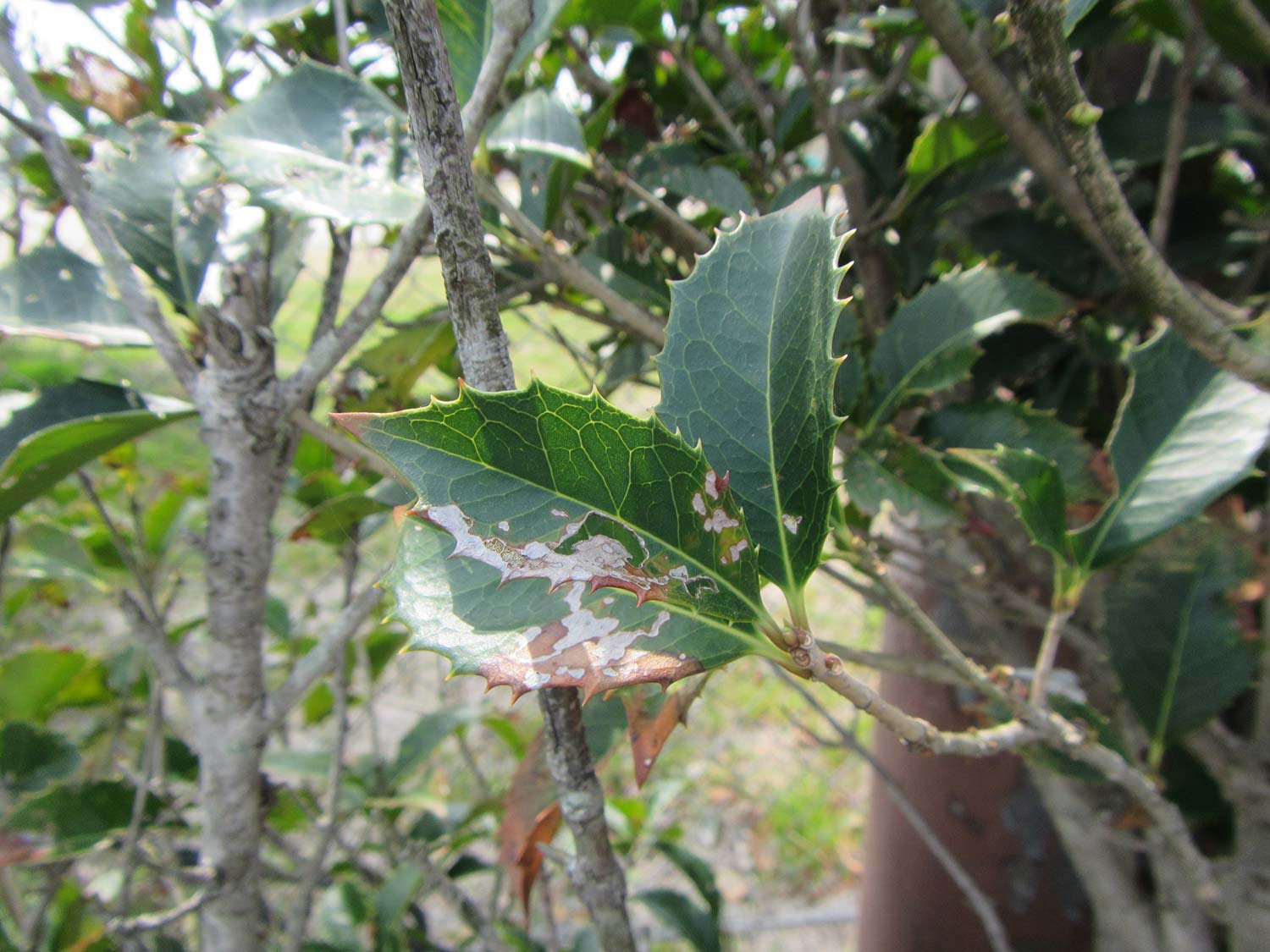 葉が食害される ヒイラギモクセイ 症状と対処方法 樹木診断 樹木診断と松くい虫被害対策 出雲市農林水産部森林政策課