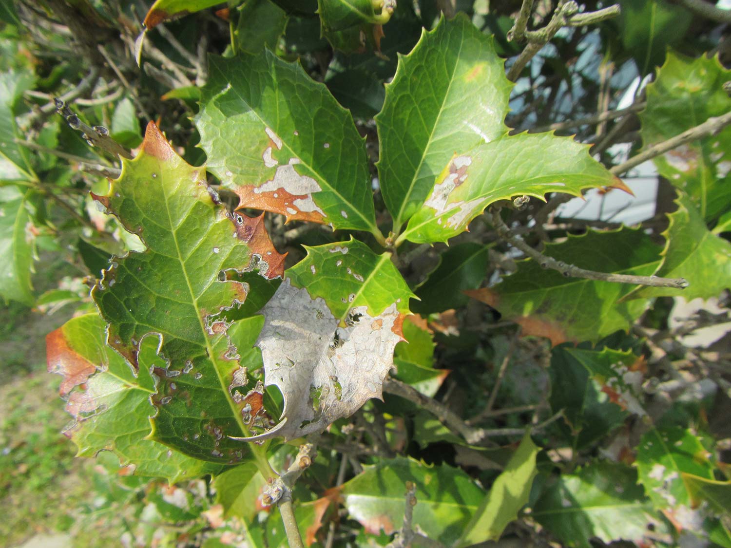 葉が褐色に変色 ヒイラギモクセイ 症状と対処方法 樹木診断 樹木診断と松くい虫被害対策 出雲市農林水産部森林政策課