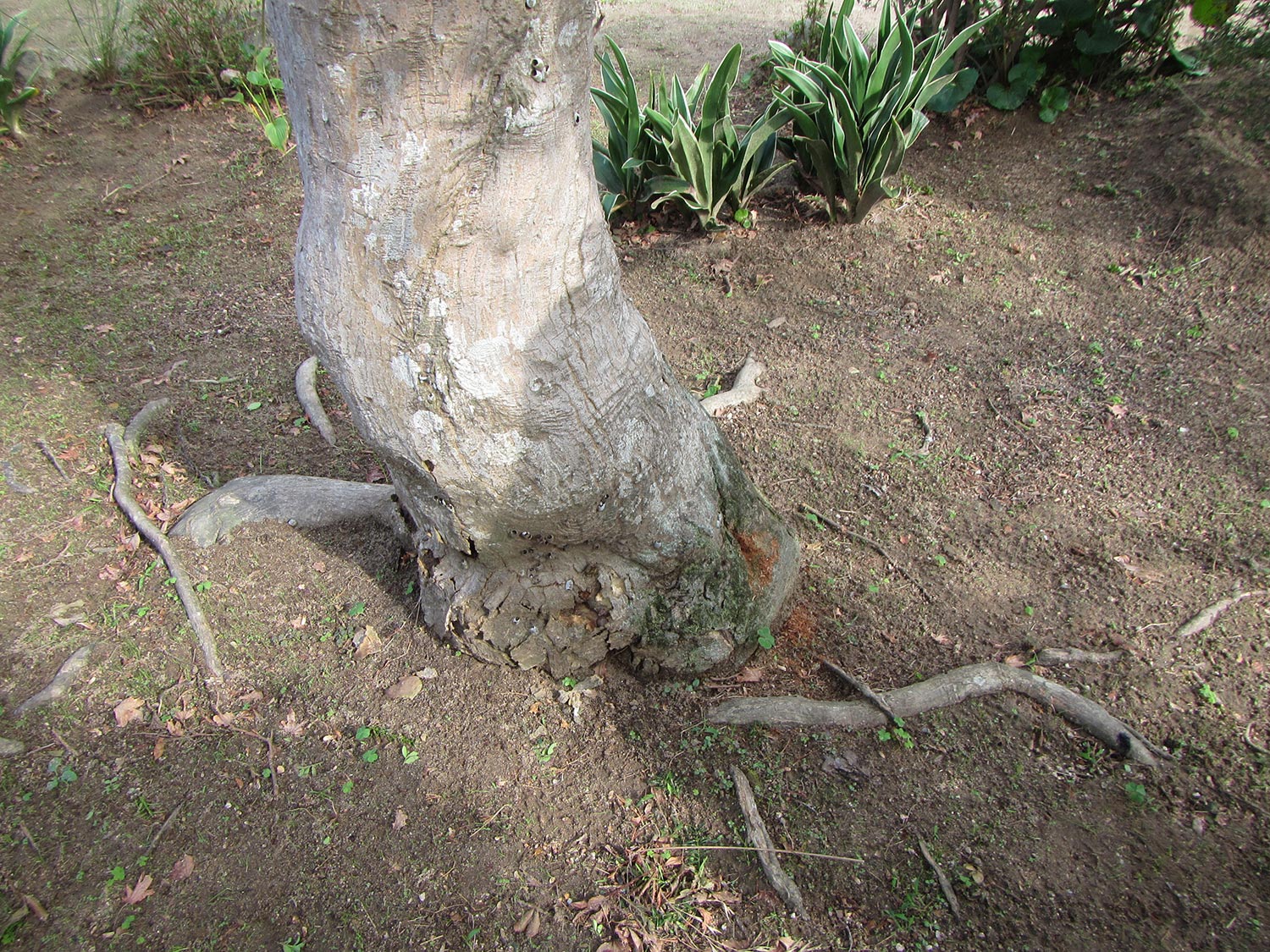 樹幹に空洞 カエデ モミジ 症状と対処方法 樹木診断 樹木診断と松くい虫被害対策 出雲市農林水産部森林政策課