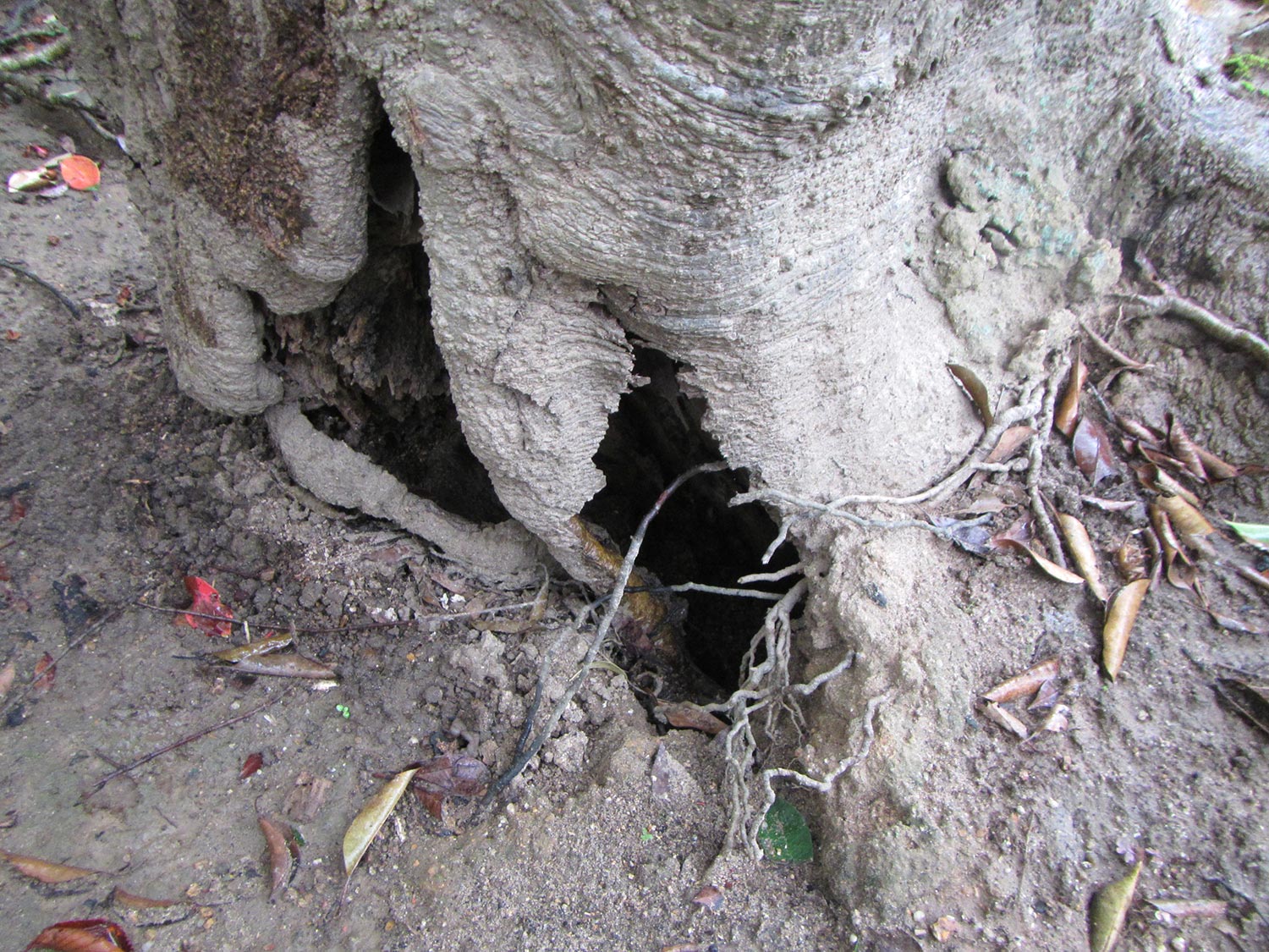 樹幹に空洞 ヒイラギモクセイ 症状と対処方法 樹木診断 樹木診断と松くい虫被害対策 出雲市農林水産部森林政策課