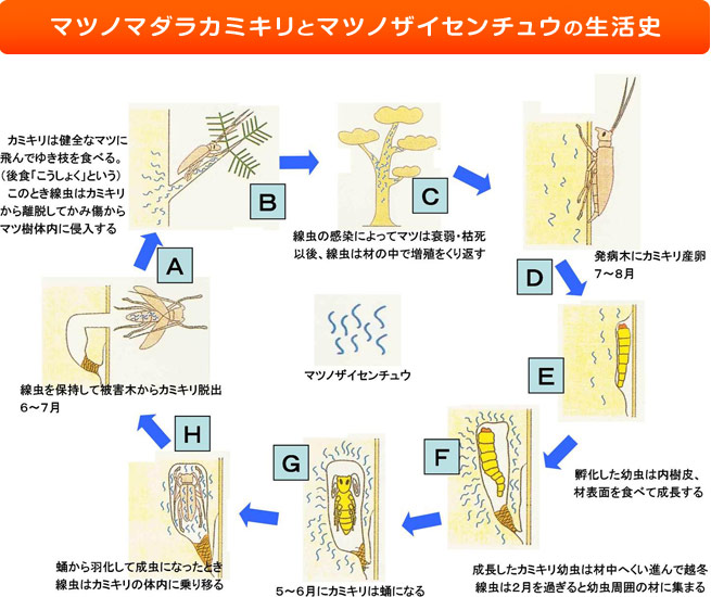 マツノマダラカミキリとマツノザイセンチュウの生活史